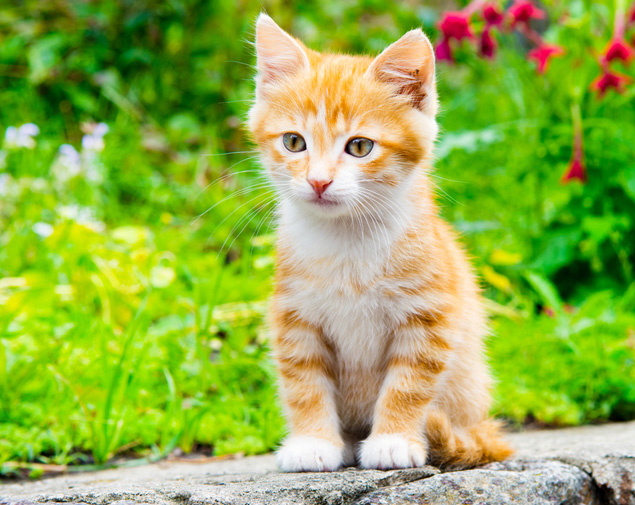 This image for Image Layouts addon